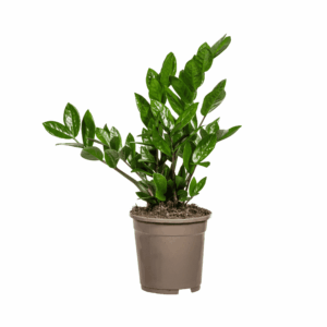 Zamioculcas Zamiifolia Ø17Cm - ↕40-50Cm