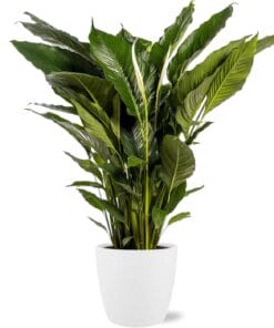 Spathiphyllum Sweet Sebastiano - Ø24Cm - ↕110Cm + Pot Brussels D25X23Cm - Wit