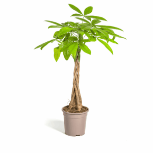 Pachira Aquatica Ø19Cm - ↕70 - 90Cm