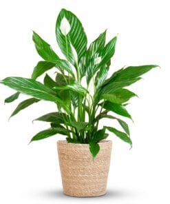 Spathiphyllum Met Mand Zeegras Naturel - 80Cm - Ø21
