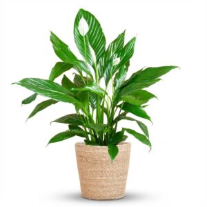 Spathiphyllum Met Mand Zeegras Naturel - 80Cm - Ø21