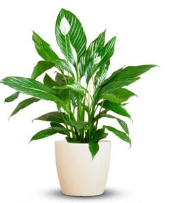 Spathiphyllum Met Potter Wit - 80Cm - Ø21