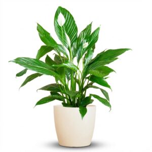 Spathiphyllum Met Potter Wit - 80Cm - Ø21