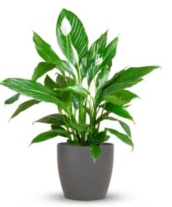 Spathiphyllum Met Potter Grijs - 80Cm - Ø21