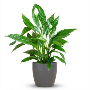 Spathiphyllum Met Potter Grijs - 80Cm - Ø21