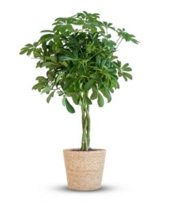 Schefflera Arab Nora Met Mand Zeegras Naturel  - 70Cm - Ø21