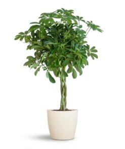 Schefflera Arab Nora Met Potter Wit  - 70Cm - Ø21
