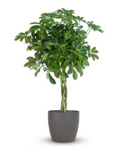 Schefflera Arab Nora Met Potter Grijs - 70Cm - Ø21