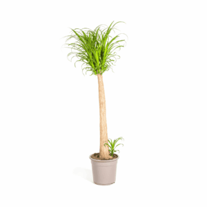 Beaucarnea Recurvata Stam Ø27Cm - ↕110 - 130Cm