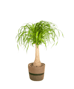 Beaucarnea Recurvata Stam Met Mand Ø21Cm - ↕60 - 80Cm