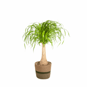 Beaucarnea – Olifantenpoot – opvallende bolvormige stam – 60-80 cm