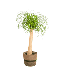 Beaucarnea Recurvata Stam Met Mand Ø24Cm - ↕80 - 100Cm