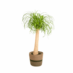 Beaucarnea – Olifantenpoot – kamerplant met opvallende waterstam – 80-100 cm