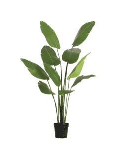 Artificial Strelitzia Nicolai - 180Cm