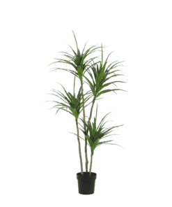 Artificial Dracaena - 165Cm