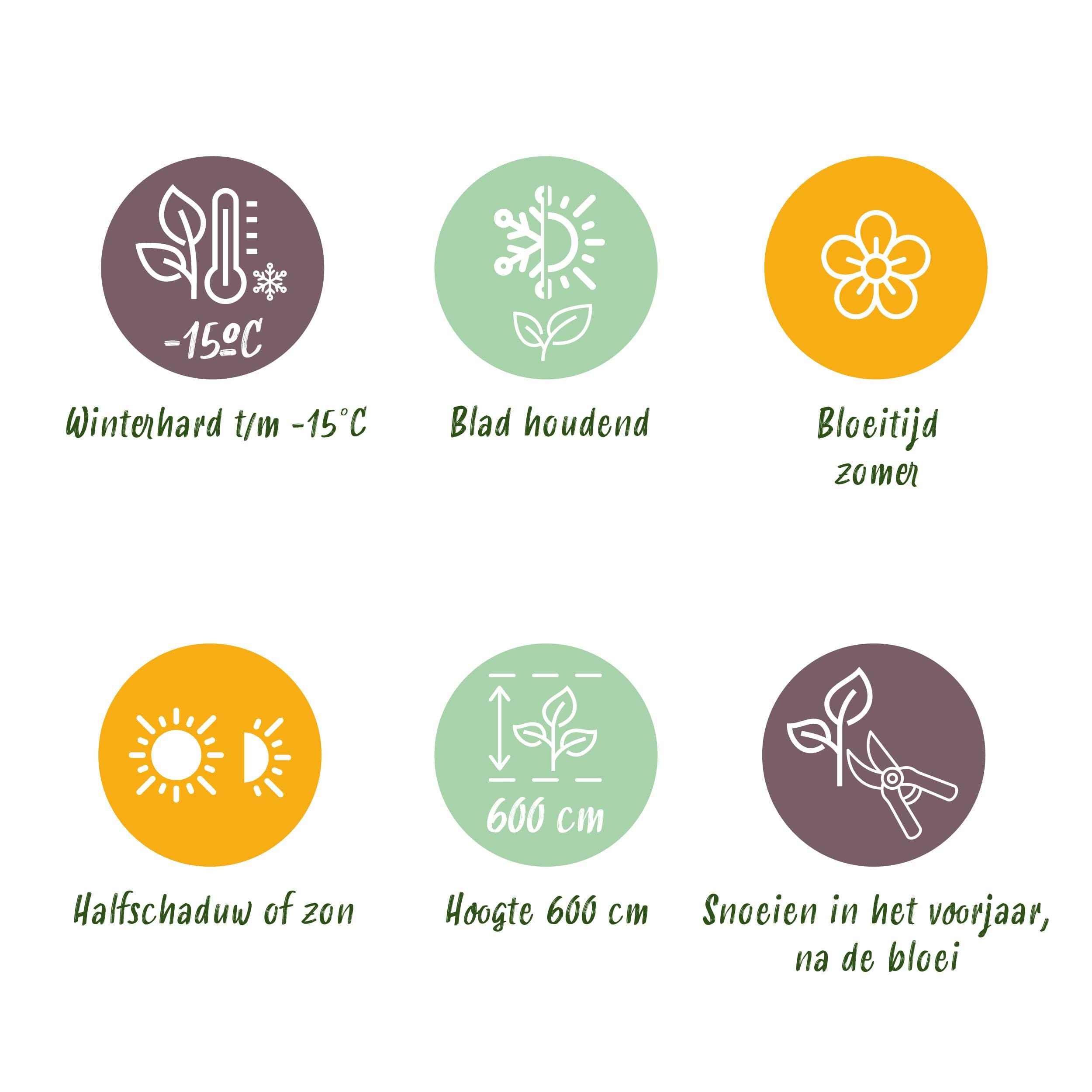 Magnolia Grandiflora - Bloem Wit - 1 Plant - Bladhoudend - Weinig Onderhoud - Pot 12Cm Hoogte 30Cm - Afbeelding 10