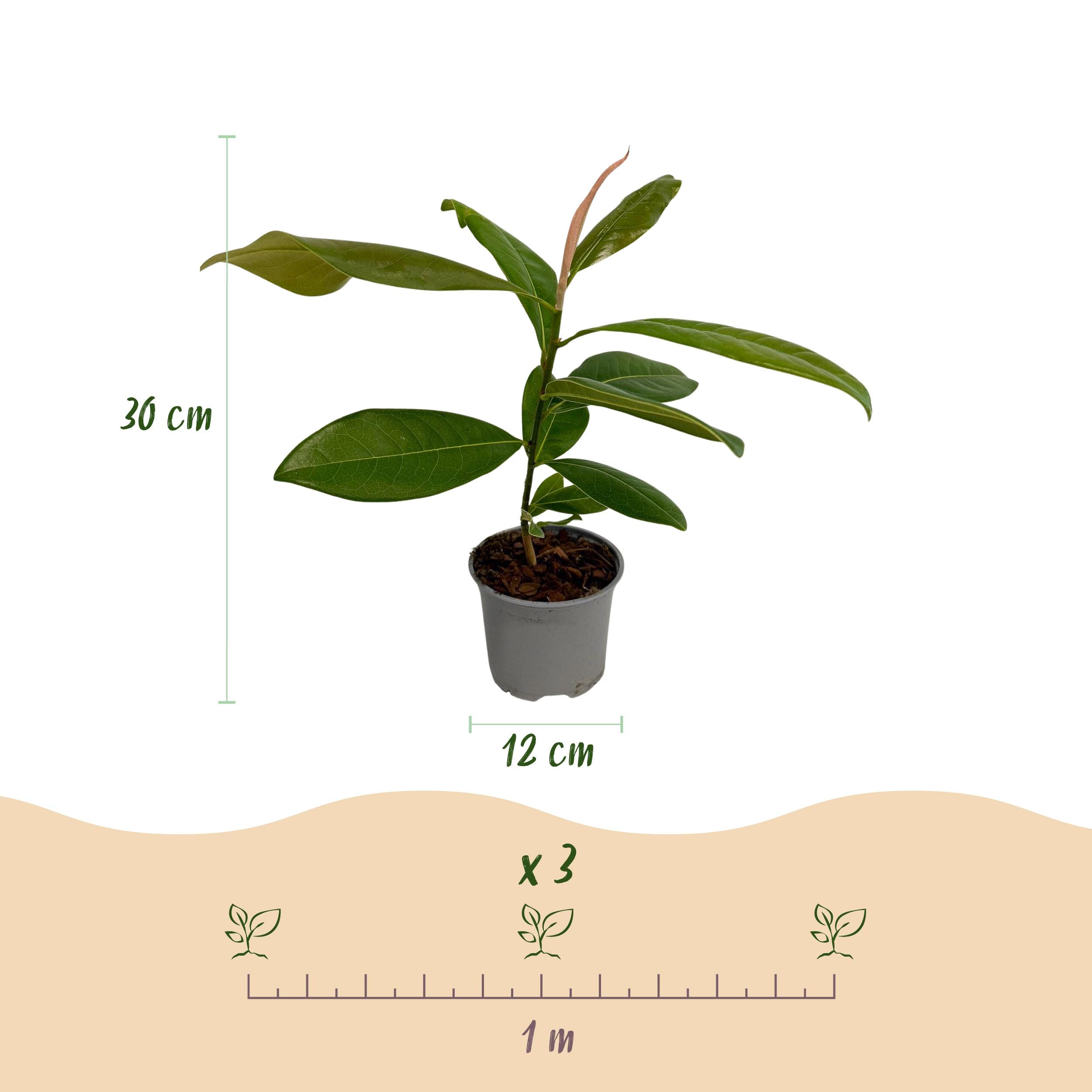 Magnolia Grandiflora - Bloem Wit - 1 Plant - Bladhoudend - Weinig Onderhoud - Pot 12Cm Hoogte 30Cm - Afbeelding 3
