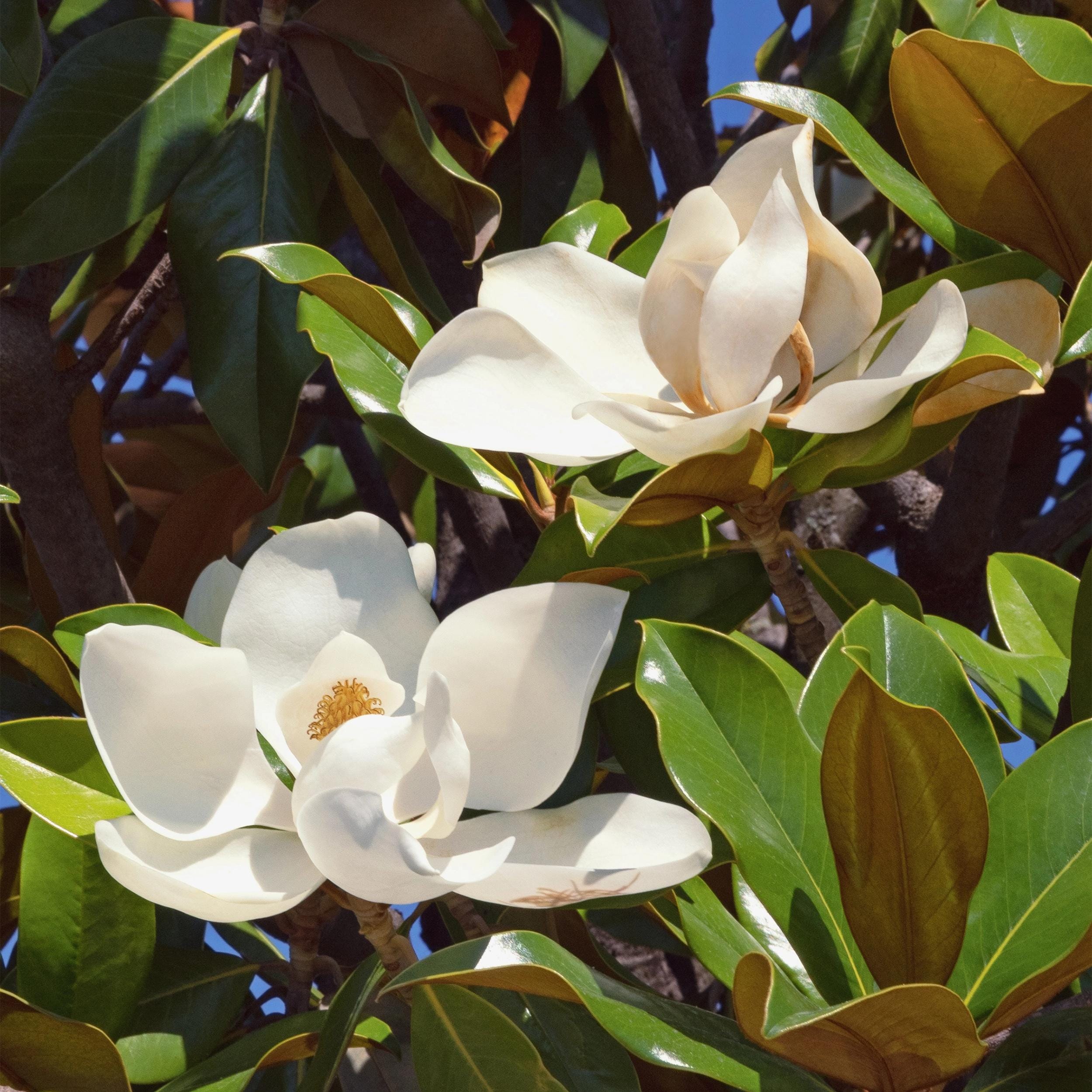 Magnolia Grandiflora - Bloem Wit - 1 Plant - Bladhoudend - Weinig Onderhoud - Pot 12Cm Hoogte 30Cm - Afbeelding 4
