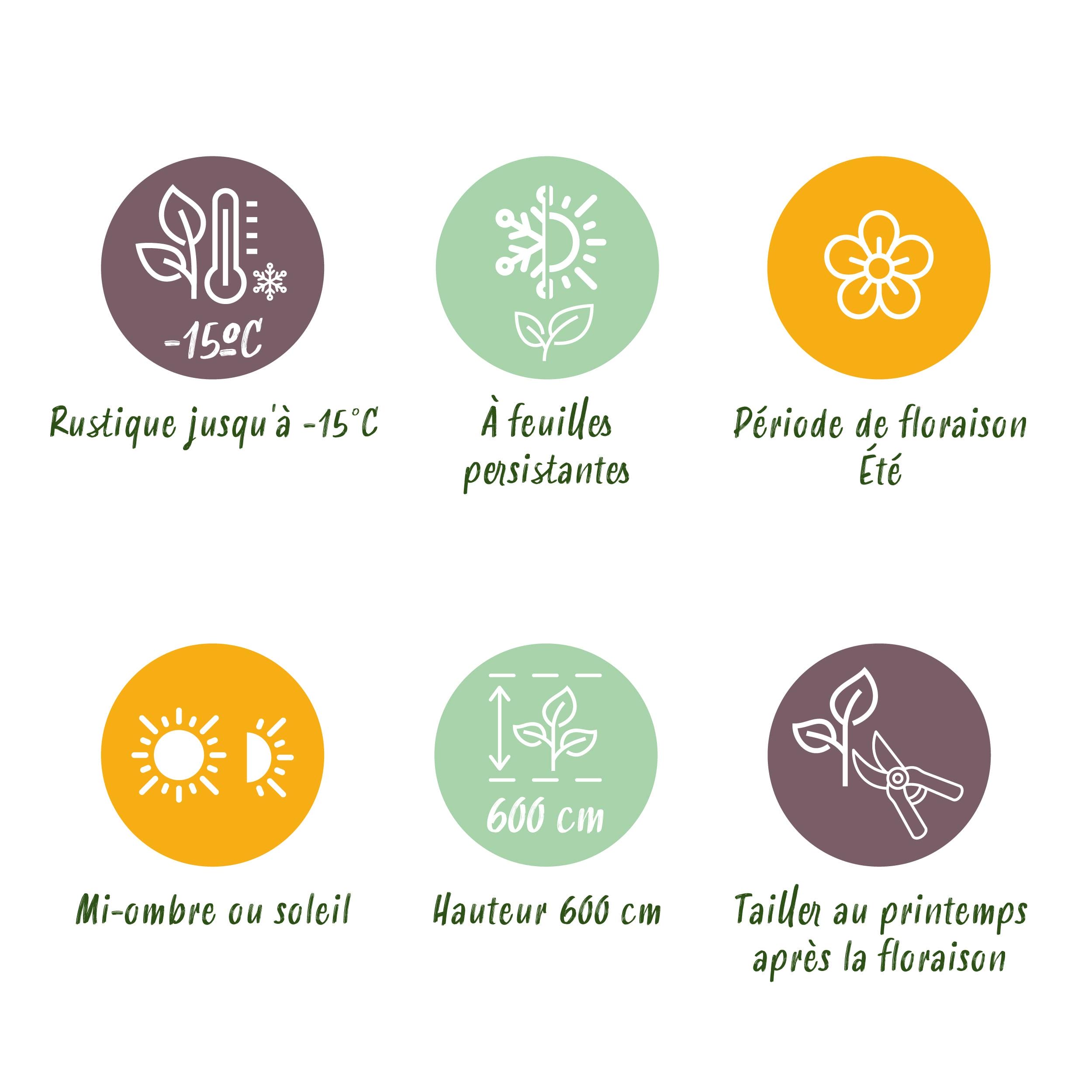 Magnolia Grandiflora - Bloem Wit - 1 Plant - Bladhoudend - Weinig Onderhoud - Pot 12Cm Hoogte 30Cm - Afbeelding 6