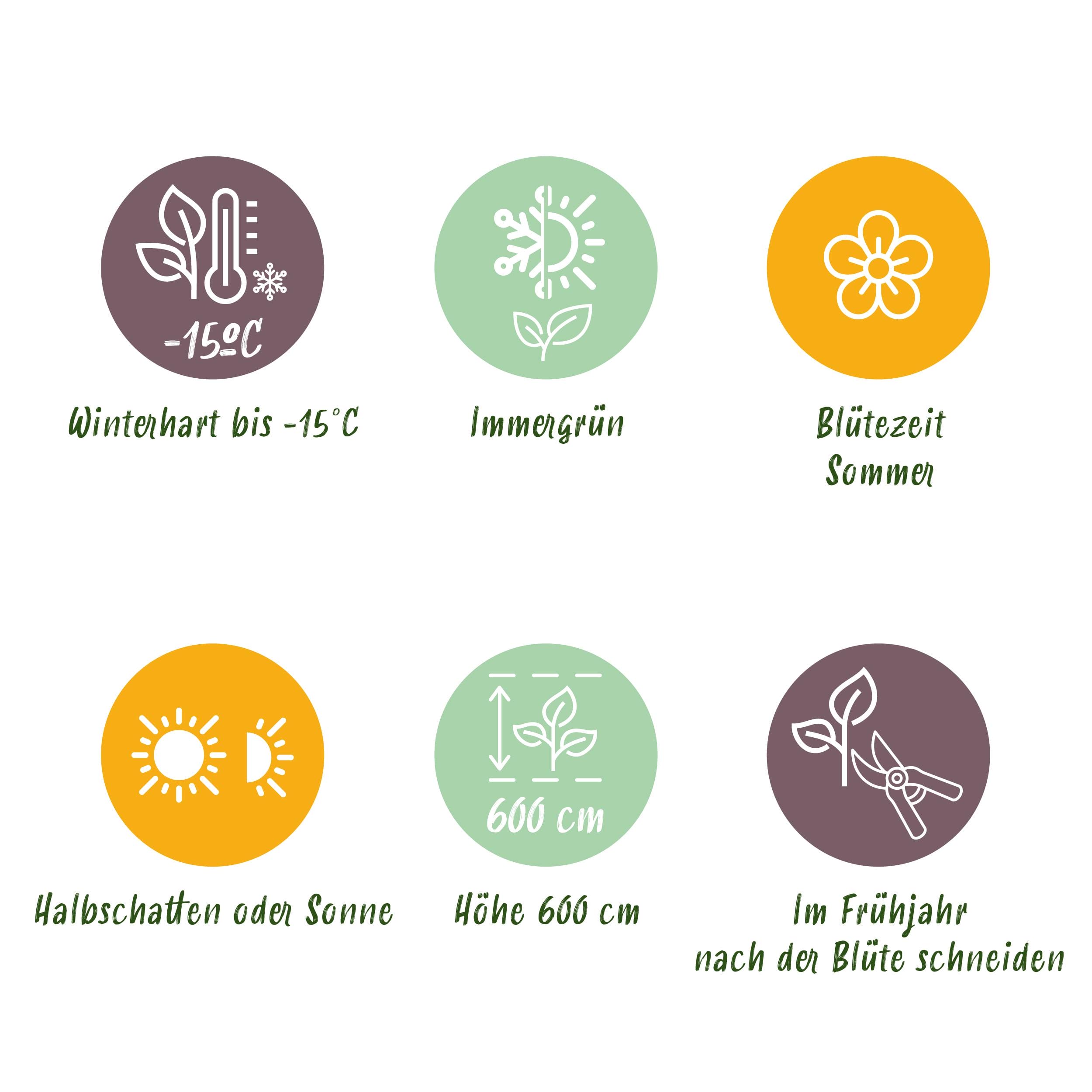 Magnolia Grandiflora - Bloem Wit - 1 Plant - Bladhoudend - Weinig Onderhoud - Pot 12Cm Hoogte 30Cm - Afbeelding 8