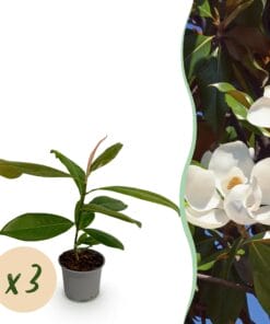 Magnolia Grandiflora - Bloem Wit - 3 Planten - Bladhoudend - Weinig Onderhoud - Pot 12Cm Hoogte 30Cm