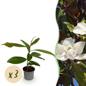 Magnolia Grandiflora - Bloem Wit - 3 Planten - Bladhoudend - Weinig Onderhoud - Pot 12Cm Hoogte 30Cm