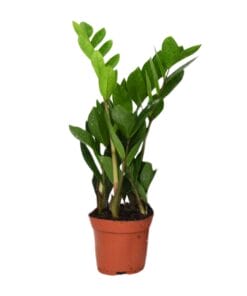 Zamioculcas Zamiifolia