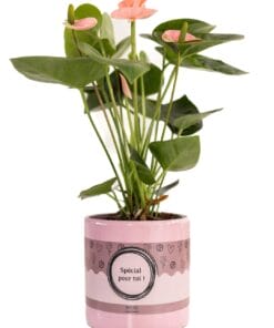 Anthurium Pink (Spirit) met Verpakking - Ø12Cm - ↕45Cm