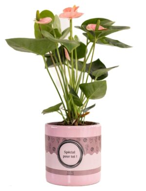 Anthurium 'Spirit' roze flamingoplant – langdurig bloeiende kamerplant – ±12 cm