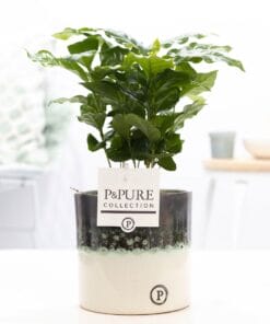 Coffea Arabica In Illusion Cer. - Ø12Cm - ↕20Cm