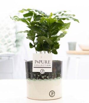 Coffea Arabica In Illusion Cer. - Ø12Cm - ↕20Cm