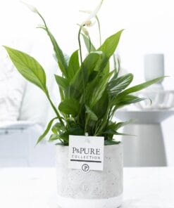 Spathiphyllum In Jade Ceramics - Ø12Cm - ↕35Cm