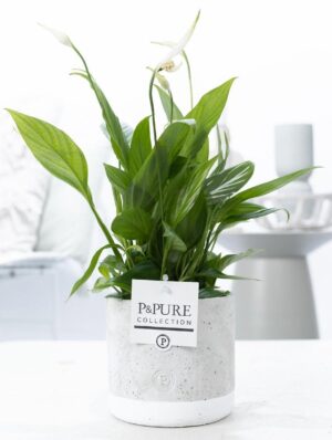 Spathiphyllum In Jade Ceramics - Ø12Cm - ↕35Cm