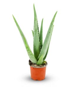 Aloë Vera - Ø 10,5 Cm - Hoogte: 35 - 40Cm