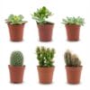 Mix Van Echte Cactussen En Vetplanten - 6 Stuks - Ø 5,5 Cm - Hoogte: 5-10 Cm