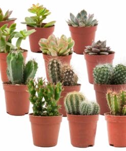 Mix Van Echte Cactussen En Vetplanten - 12 Stuks - Ø 5,5 Cm - Hoogte: 5-10 Cm
