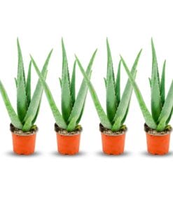 Aloë Vera - 4 Stuks - Ø 10,5 Cm - Hoogte: 35 - 40Cm