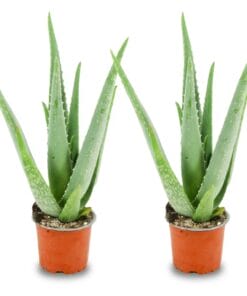 Aloë Vera - 2 Stuks - Ø 10,5 Cm - Hoogte: 35 - 40Cm