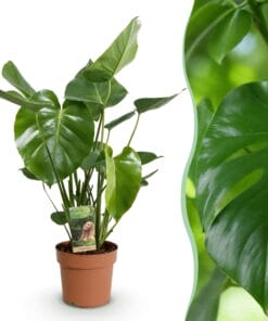 Monstera Deliciosa - Gatenplant - Weinig Onderhoud - Groen - 1 Plant - Pot 17Cm - Hoogte 50-55Cm