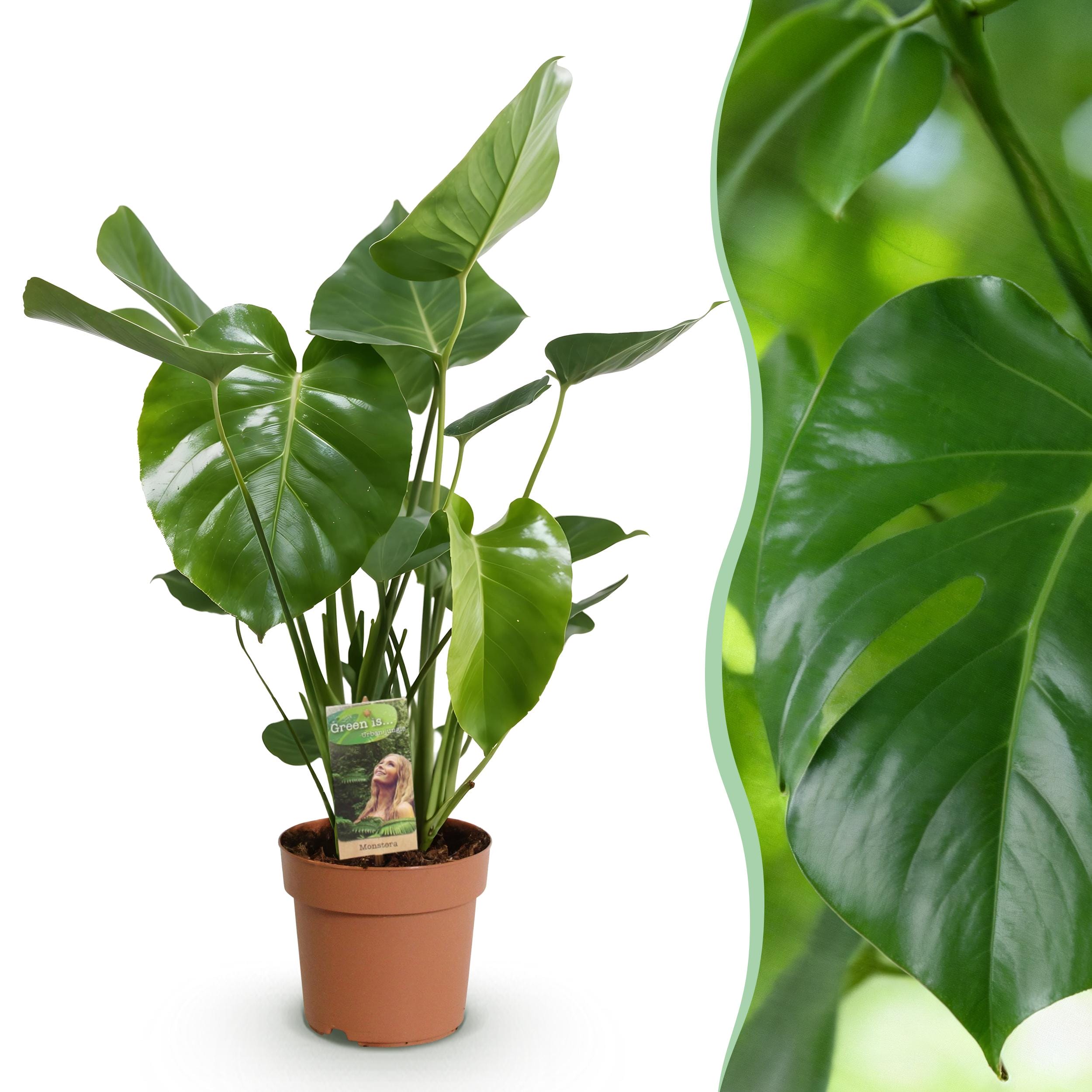 Monstera Deliciosa - Gatenplant - Weinig Onderhoud - Groen - 1 Plant - Pot 17Cm - Hoogte 50-55Cm