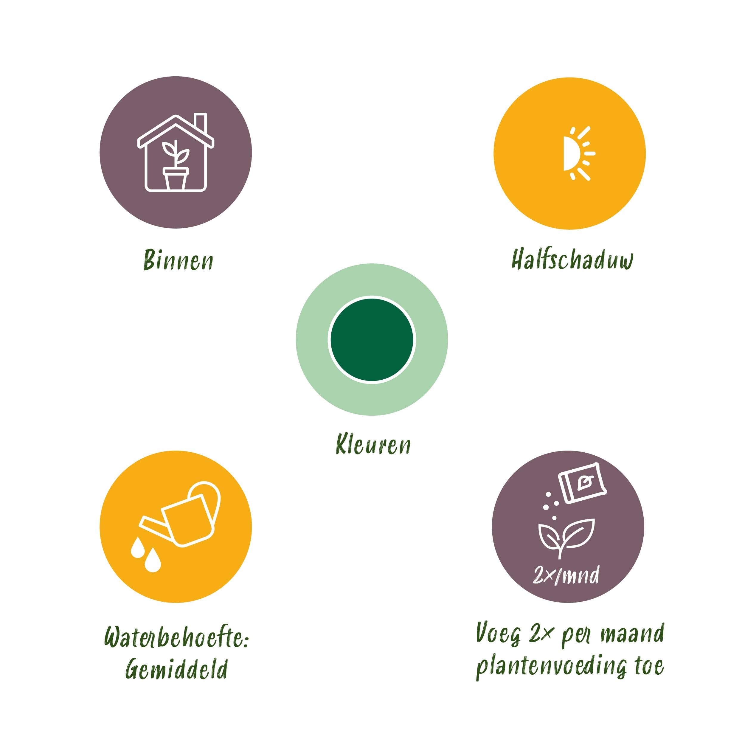 Monstera Deliciosa - Gatenplant - Weinig Onderhoud - Groen - 1 Plant - Pot 17Cm - Hoogte 50-55Cm - Afbeelding 10