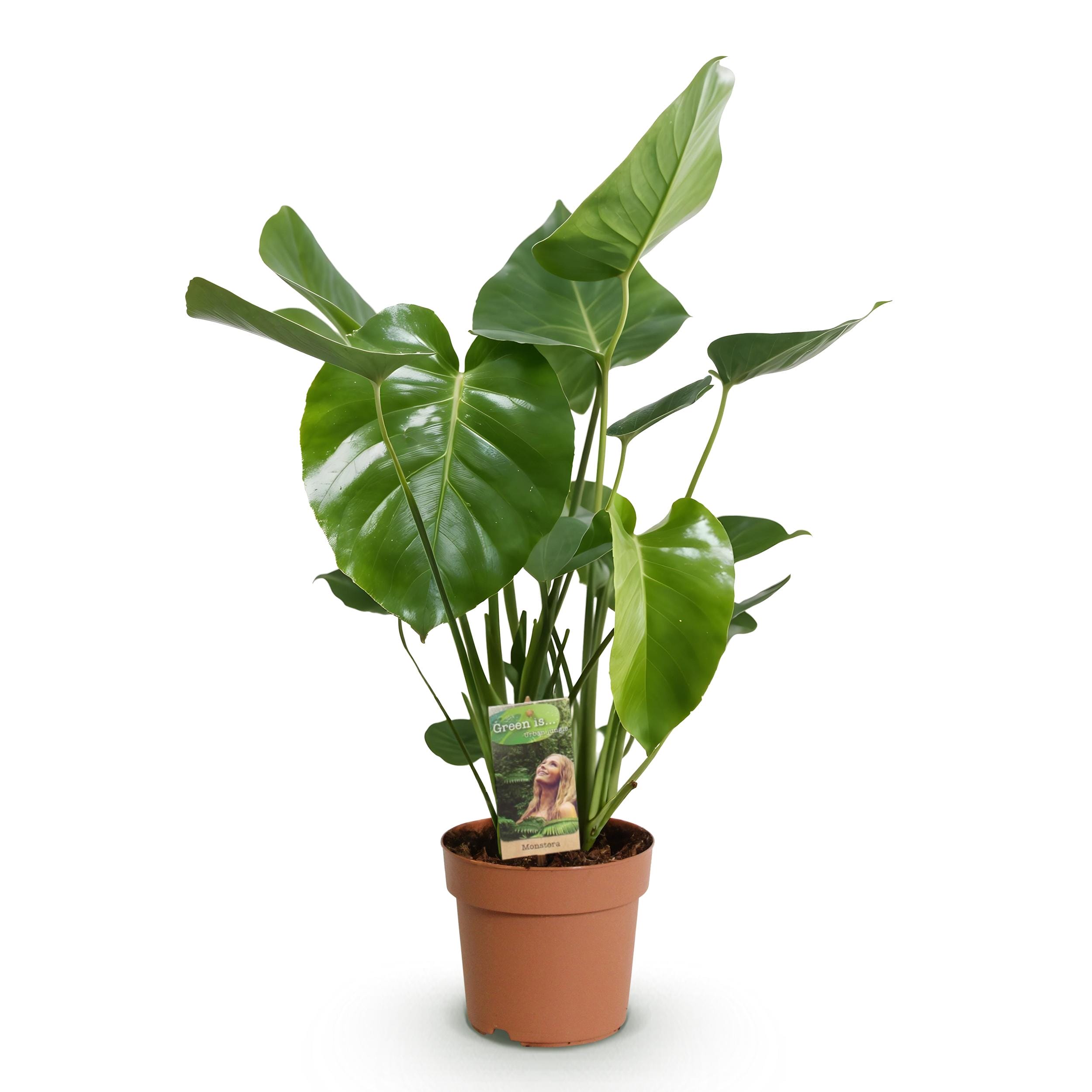 Monstera Deliciosa - Gatenplant - Weinig Onderhoud - Groen - 1 Plant - Pot 17Cm - Hoogte 50-55Cm - Afbeelding 2
