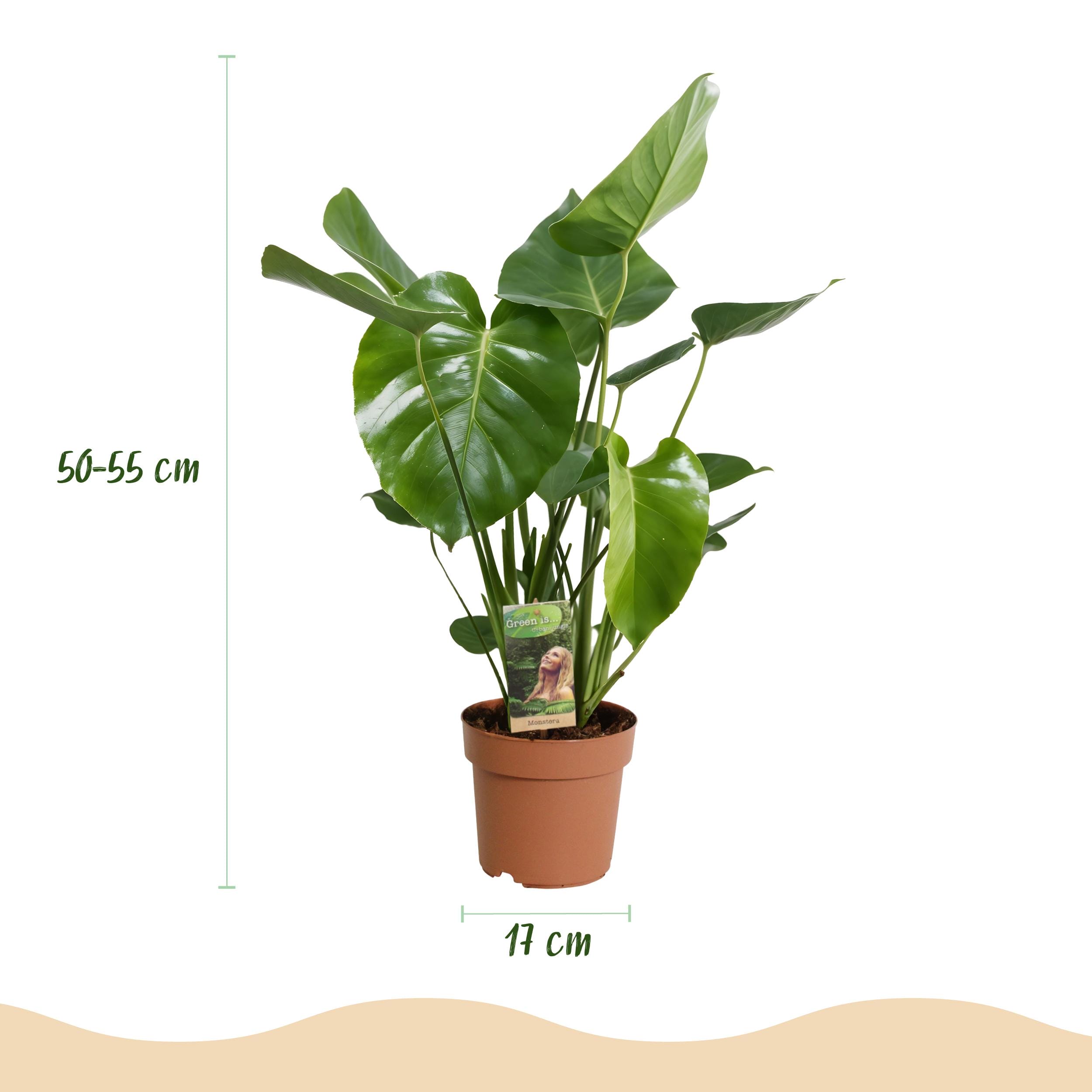 Monstera Deliciosa - Gatenplant - Weinig Onderhoud - Groen - 1 Plant - Pot 17Cm - Hoogte 50-55Cm - Afbeelding 3