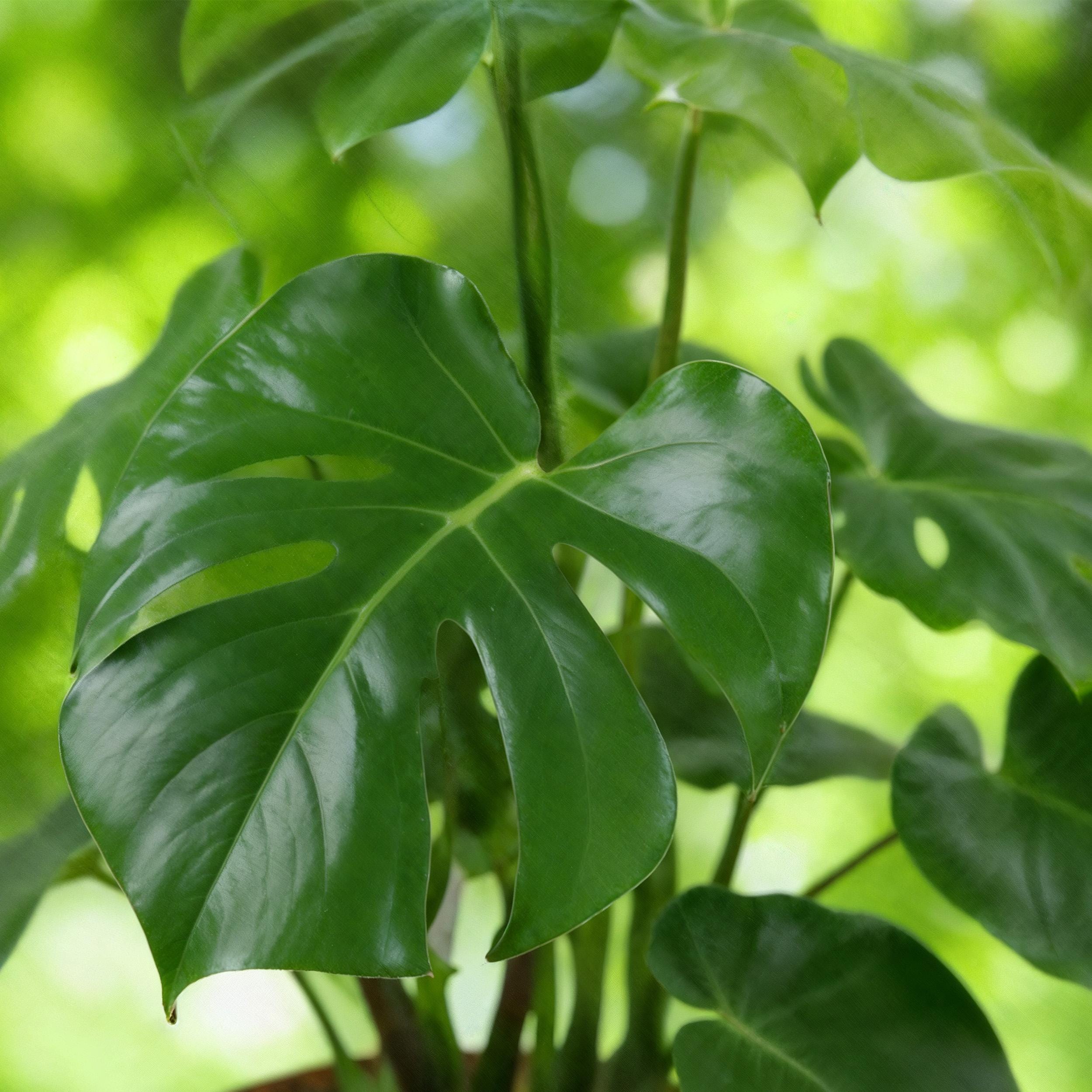 Monstera Deliciosa - Gatenplant - Weinig Onderhoud - Groen - 1 Plant - Pot 17Cm - Hoogte 50-55Cm - Afbeelding 5