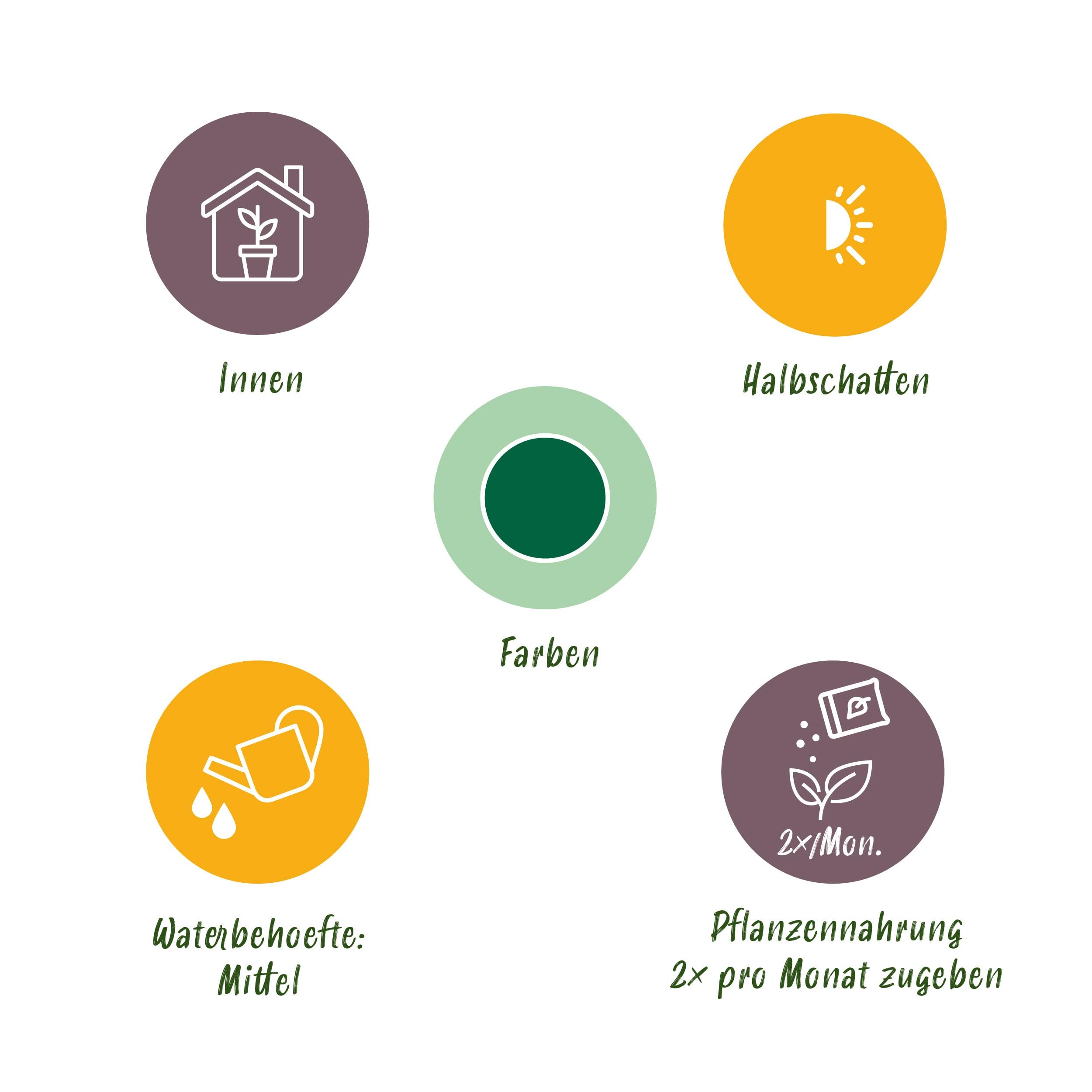 Monstera Deliciosa - Gatenplant - Weinig Onderhoud - Groen - 1 Plant - Pot 17Cm - Hoogte 50-55Cm - Afbeelding 6