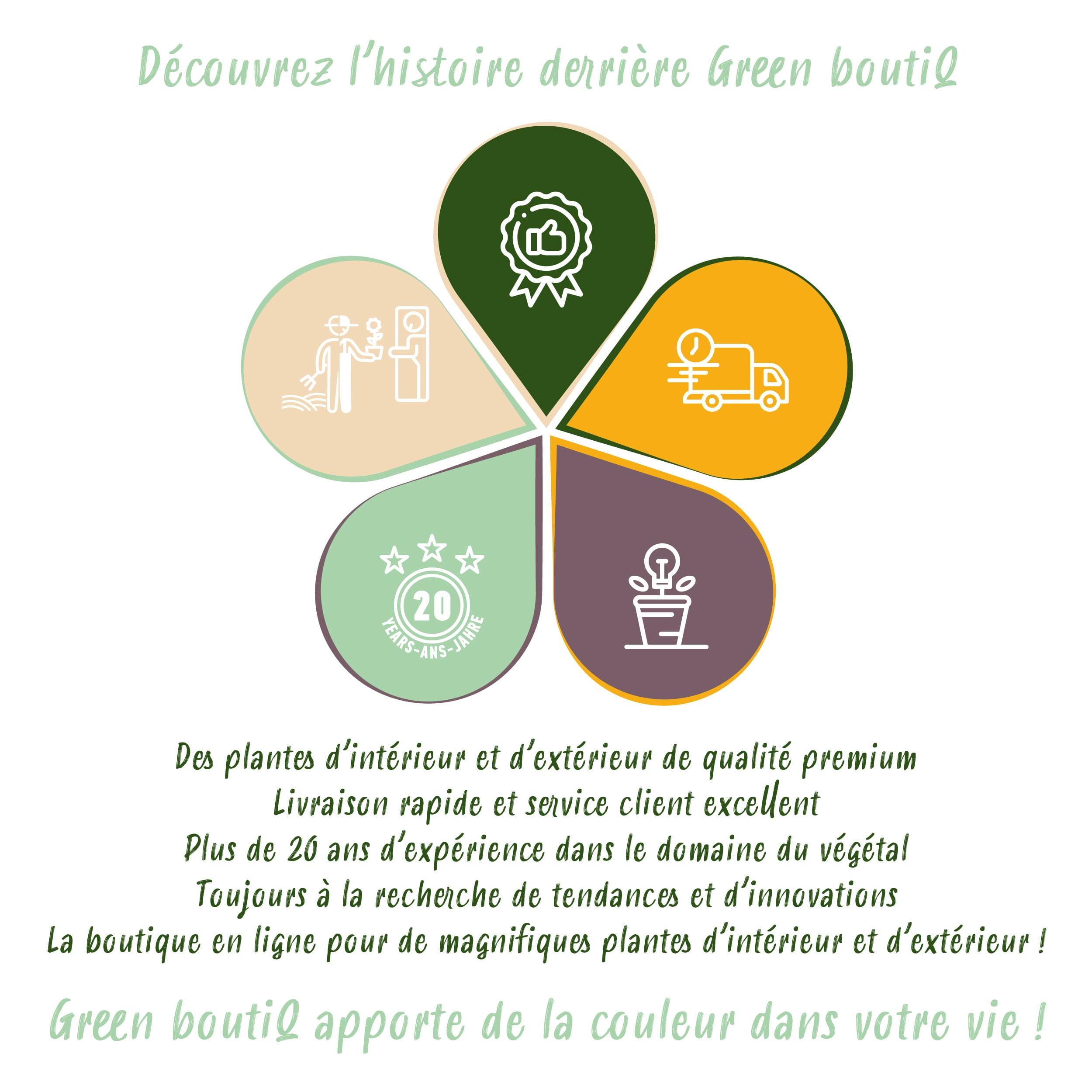 Monstera Deliciosa - Gatenplant - Weinig Onderhoud - Groen - 1 Plant - Pot 17Cm - Hoogte 50-55Cm - Afbeelding 9