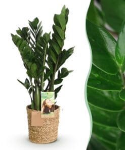 Zamioculcas - Weinig Onderhoud - Met Mand - Groen - 1 Plant - Pot 17Cm - Hoogte 65-75Cm