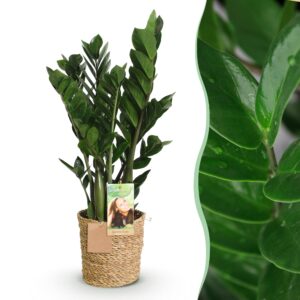 Zamioculcas - Weinig Onderhoud - Met Mand - Groen - 1 Plant - Pot 17Cm - Hoogte 65-75Cm