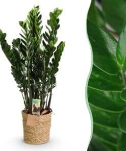 Zamioculcas - Weinig Onderhoud - Met Mand - Groen - 1 Plant - Pot 21Cm - Hoogte 80-90Cm