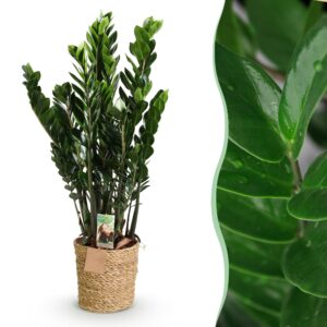 Zamioculcas - Weinig Onderhoud - Met Mand - Groen - 1 Plant - Pot 21Cm - Hoogte 80-90Cm